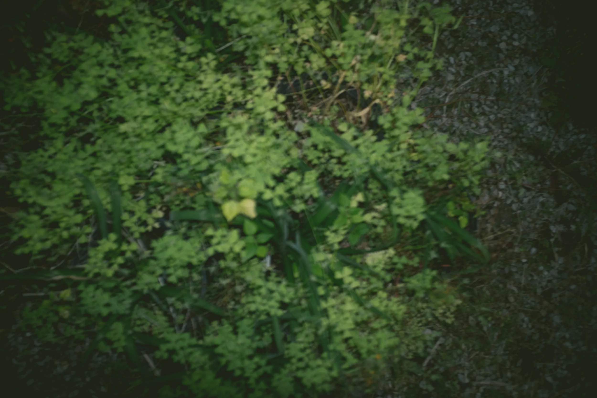 DSCF2442.jpg