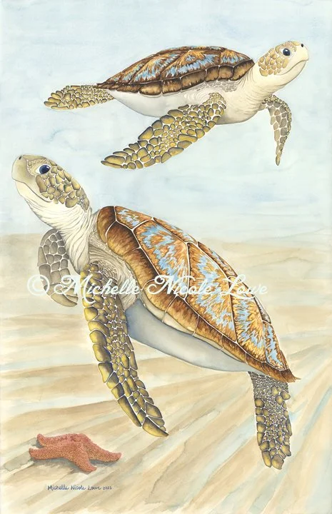 Coco Turtles with Bahama Star