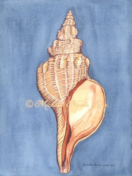 Horse Conch on Navy, Print on Canvas, 27"x36"