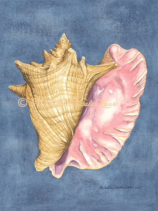 Queen Conch on Navy, Print on Canvas, 27"x36"