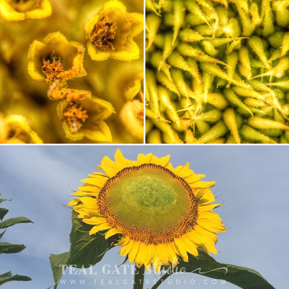 Mammoth Sunflower: Top left image is a 21x view of the outer edge of the sunflower head near the petals. The top right image is a 21x view of the center of the head of the sunflower. Ōlloclip macro pro + iPhone 6
