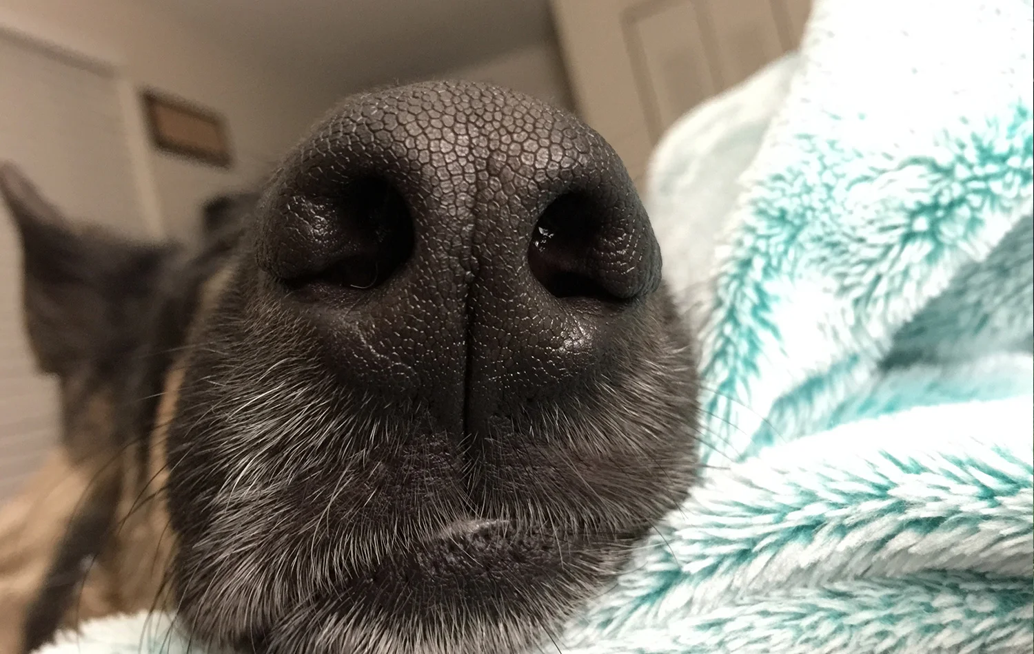 PawsAndNoses_NoseCloseup.jpg