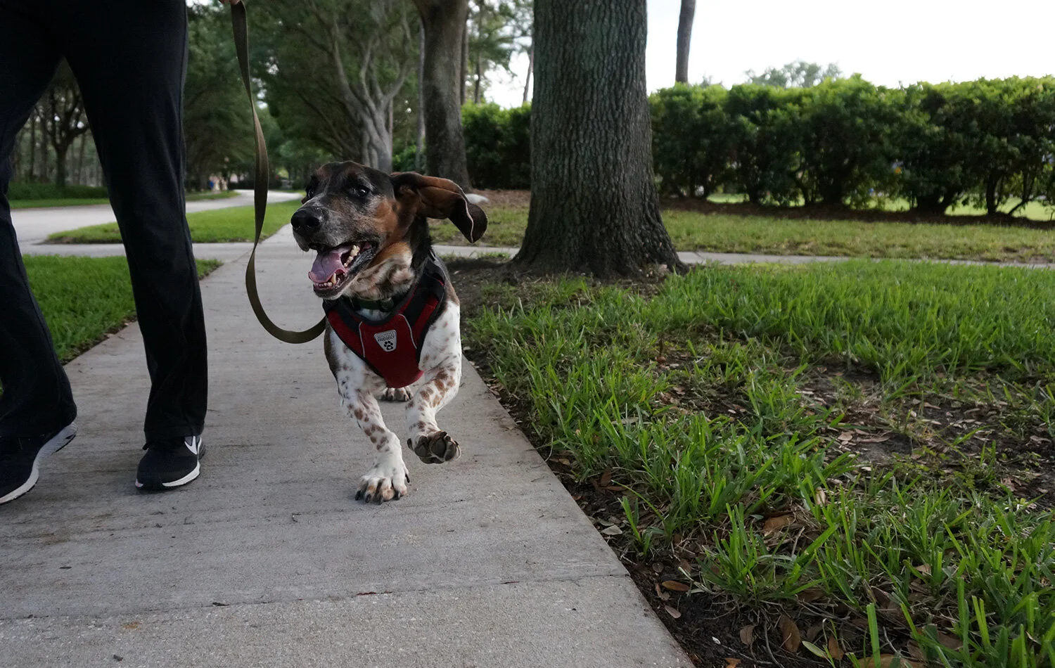 PawsAndNoses_LinusRunning.jpg