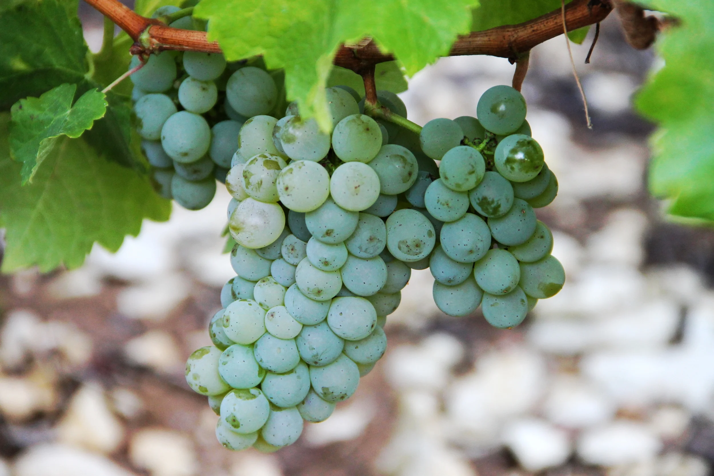 совиньон блан сорт винограда. совиньон блан виноград. совиньон блан сорт винограда. виноград шардоне совиньон. витис винифера виноград.