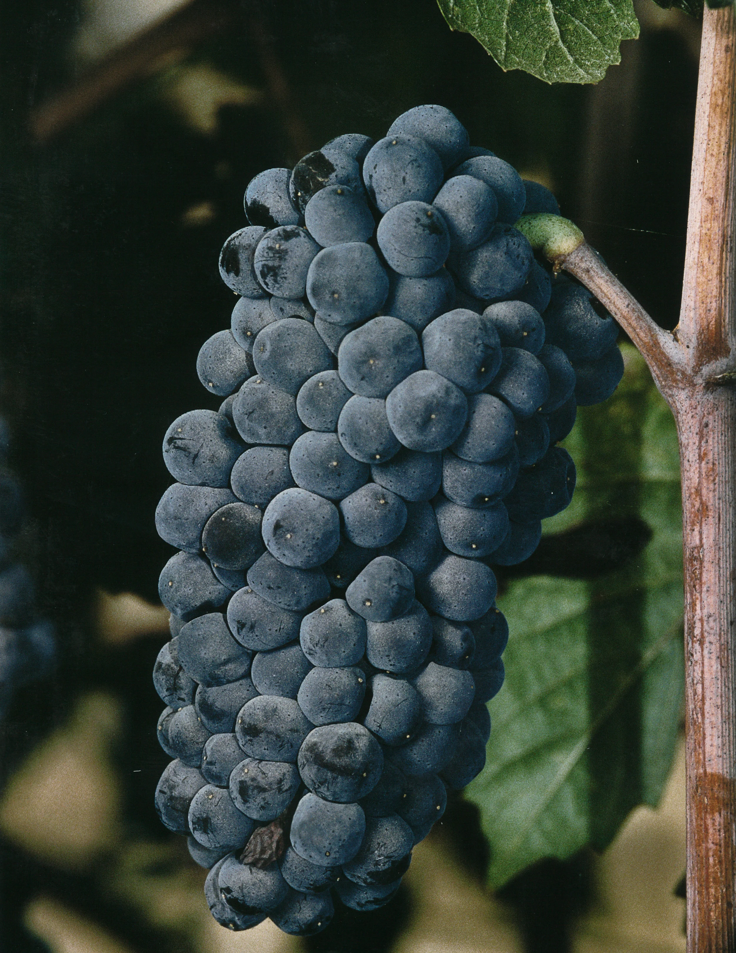 Pinot Noir