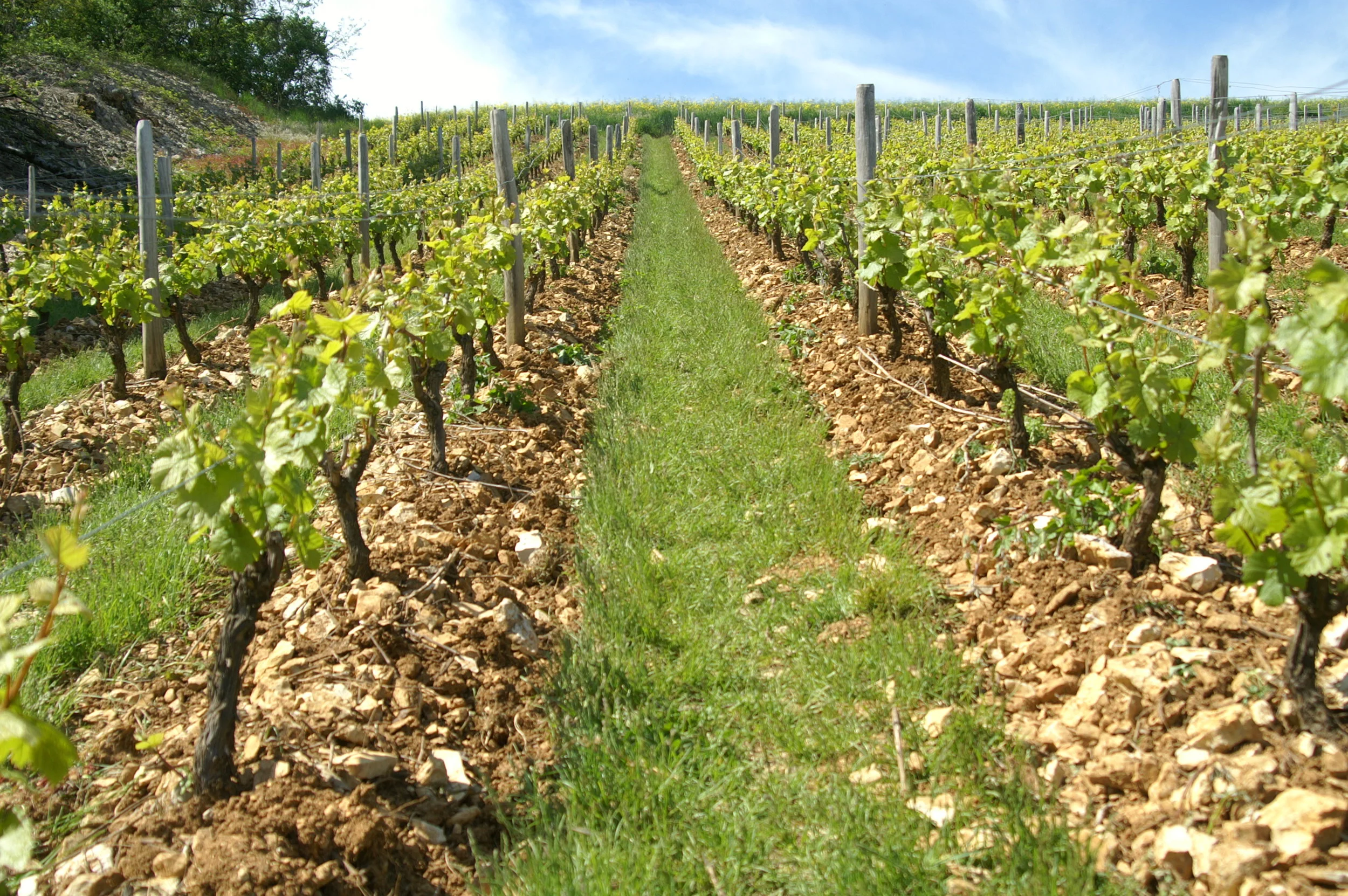 Domaine Vincent Delaporte, Sancerre, France