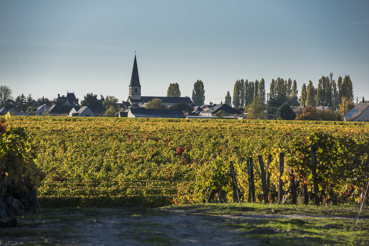 paysage d automne Saint Nicolas de Bourgueil.jpg