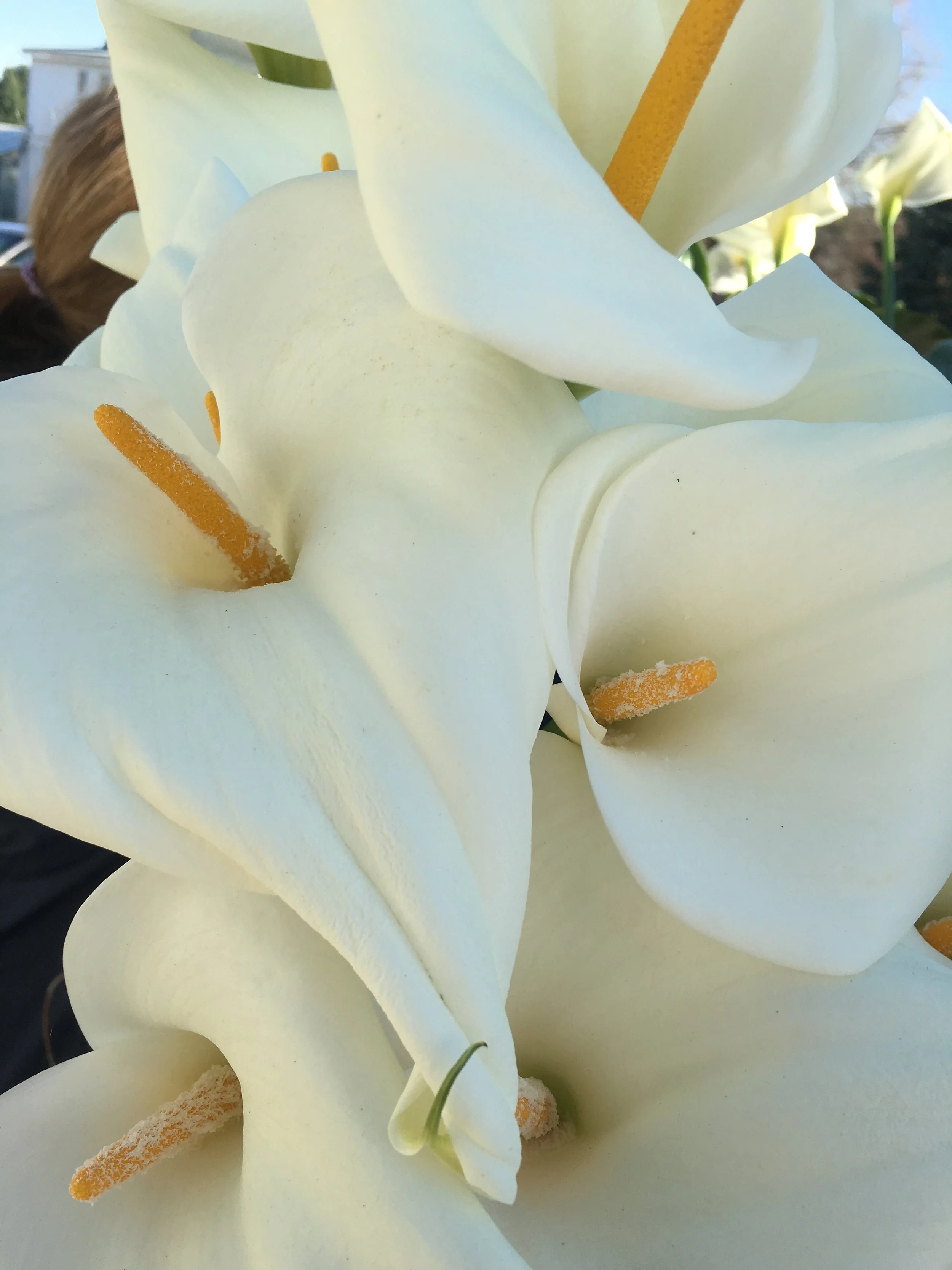 calla-lilies.JPG