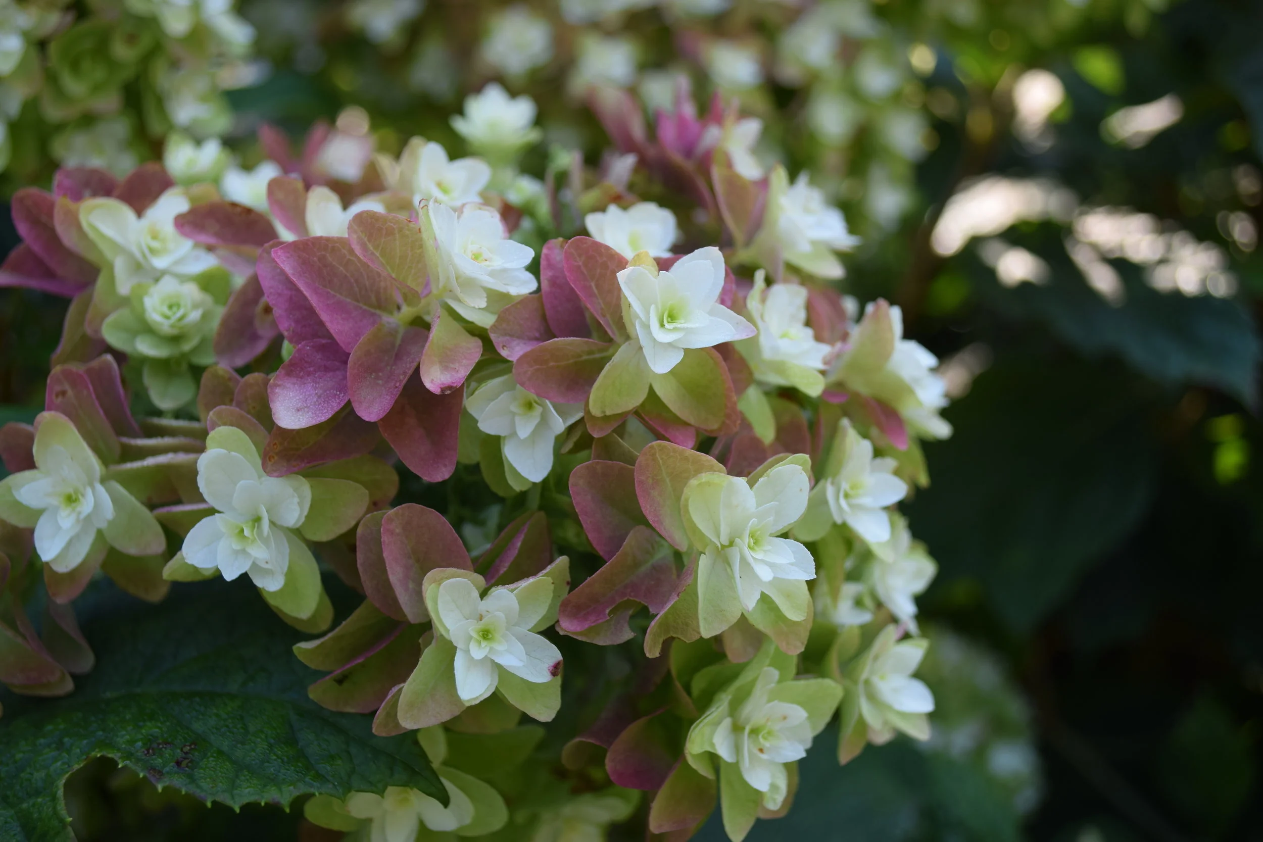 Gatsby-Star-Hydrangea.JPG