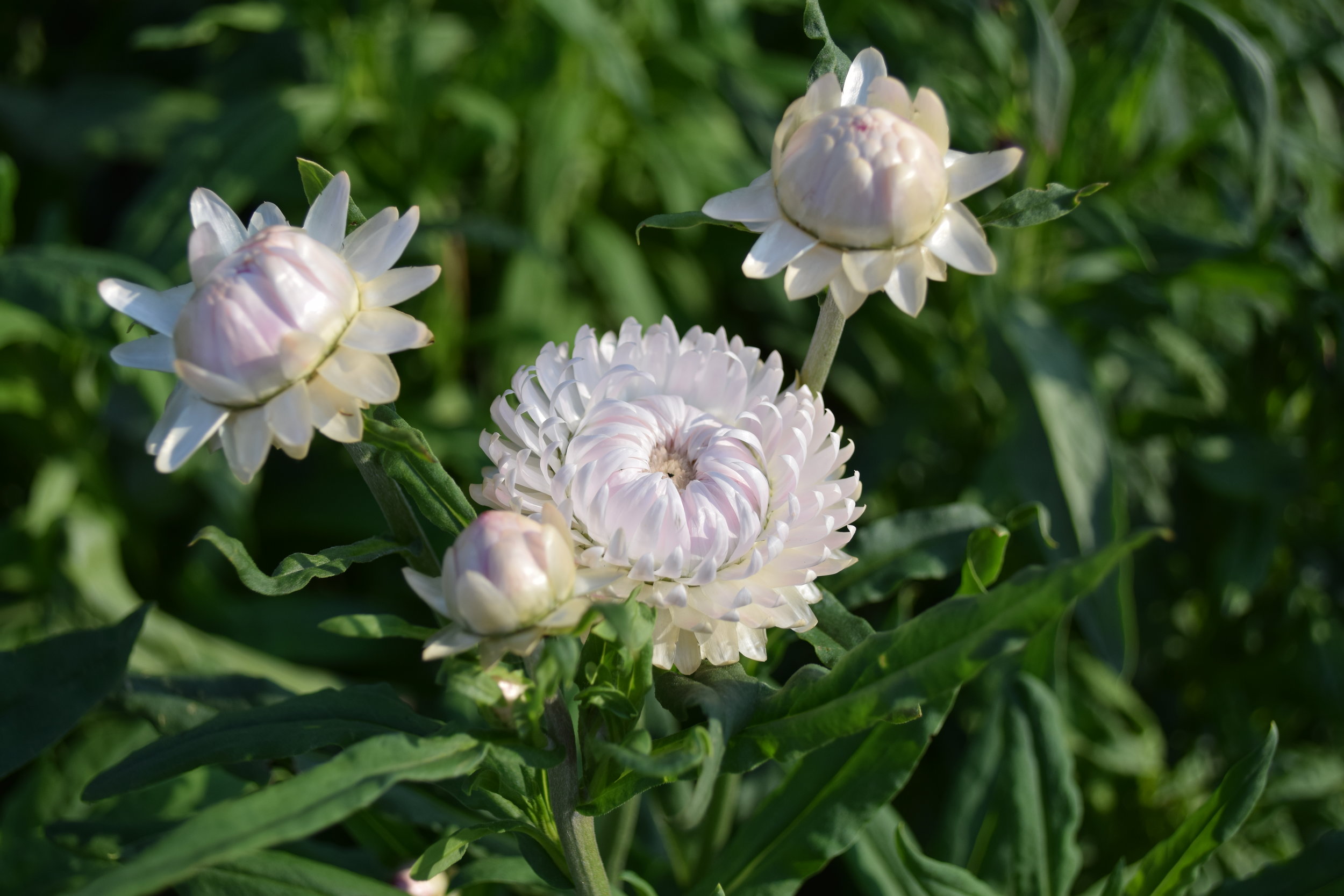 strawflower.JPG