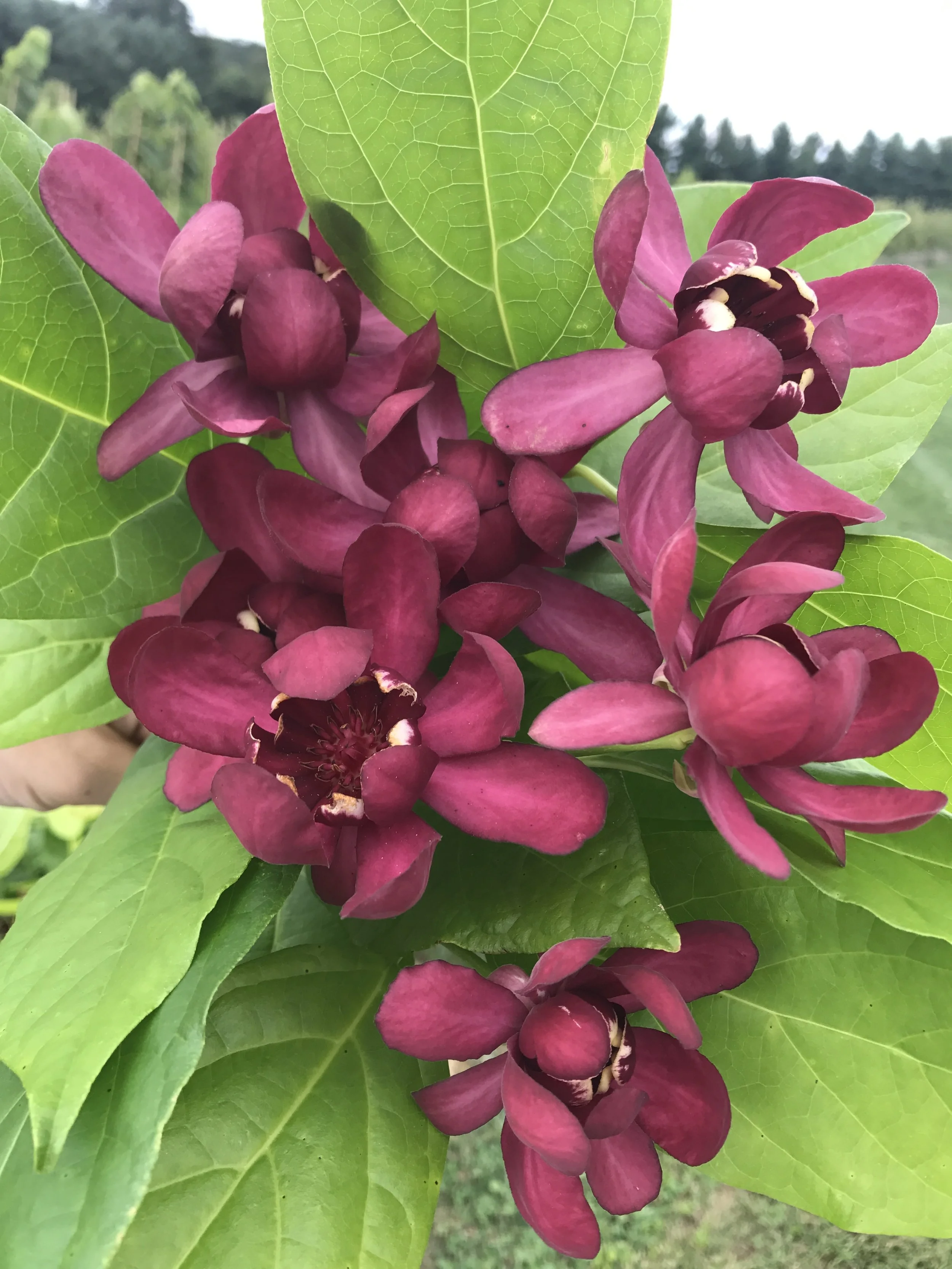 Calycanthus