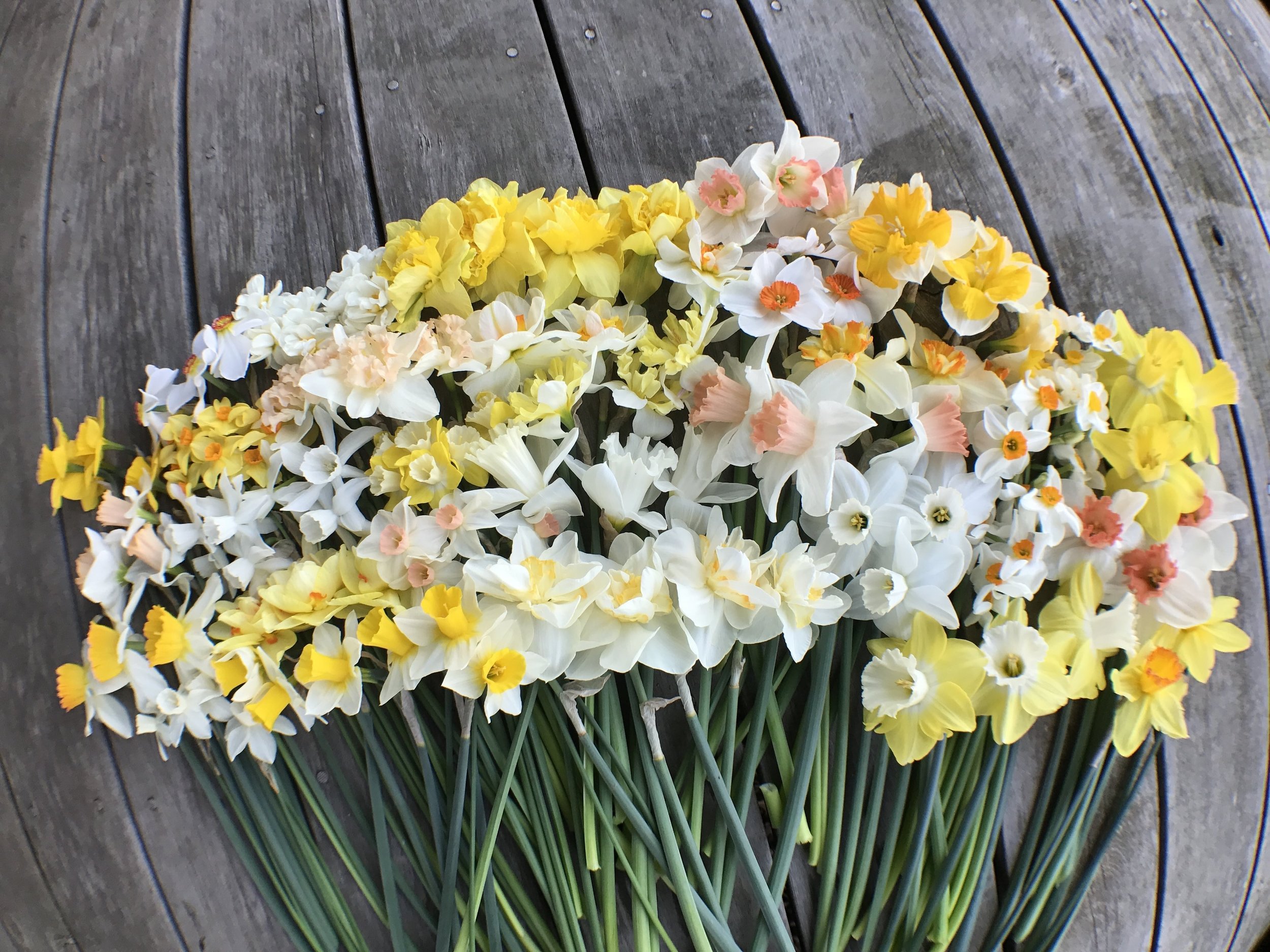 Maryland Cut Flowers Local Flower Farm Carroll County MD — Cut