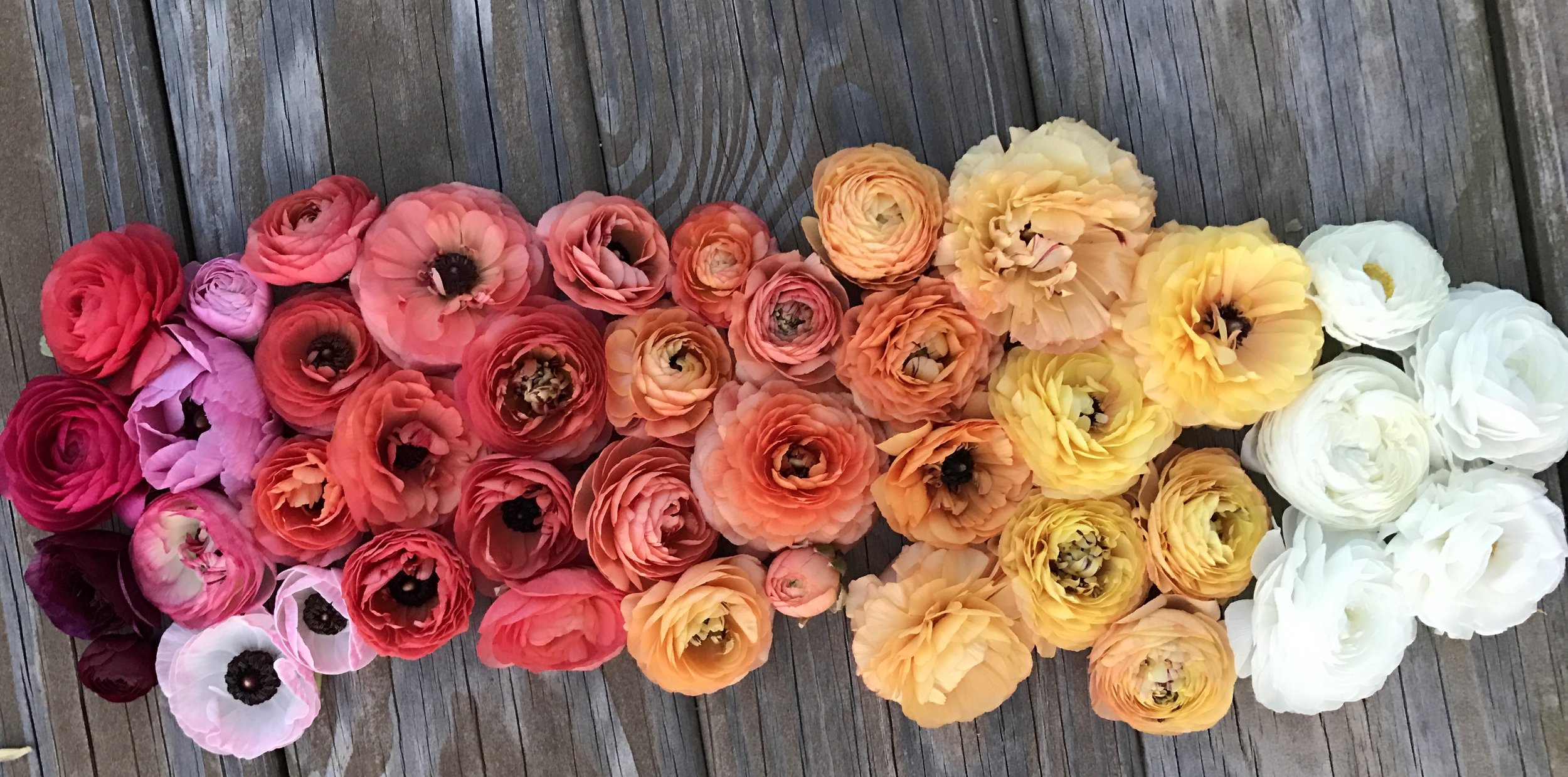 Ranunculus