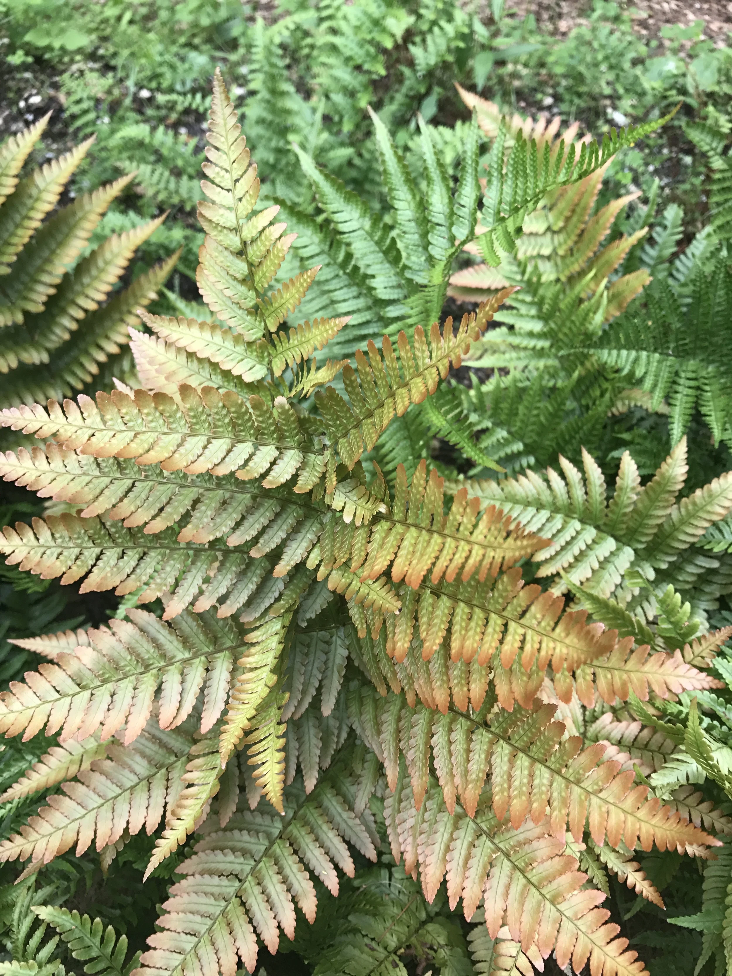 Fern