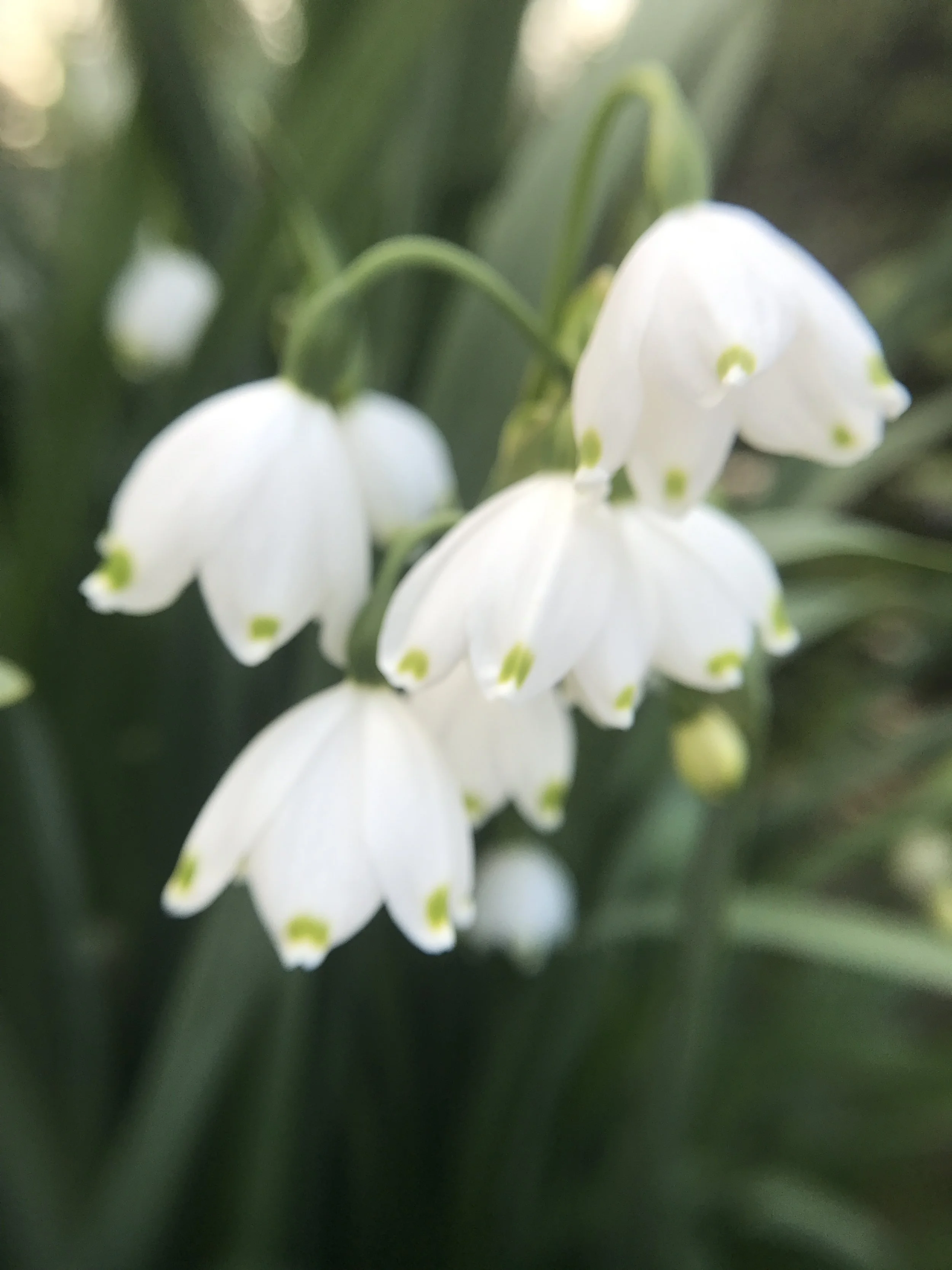 Leucojum