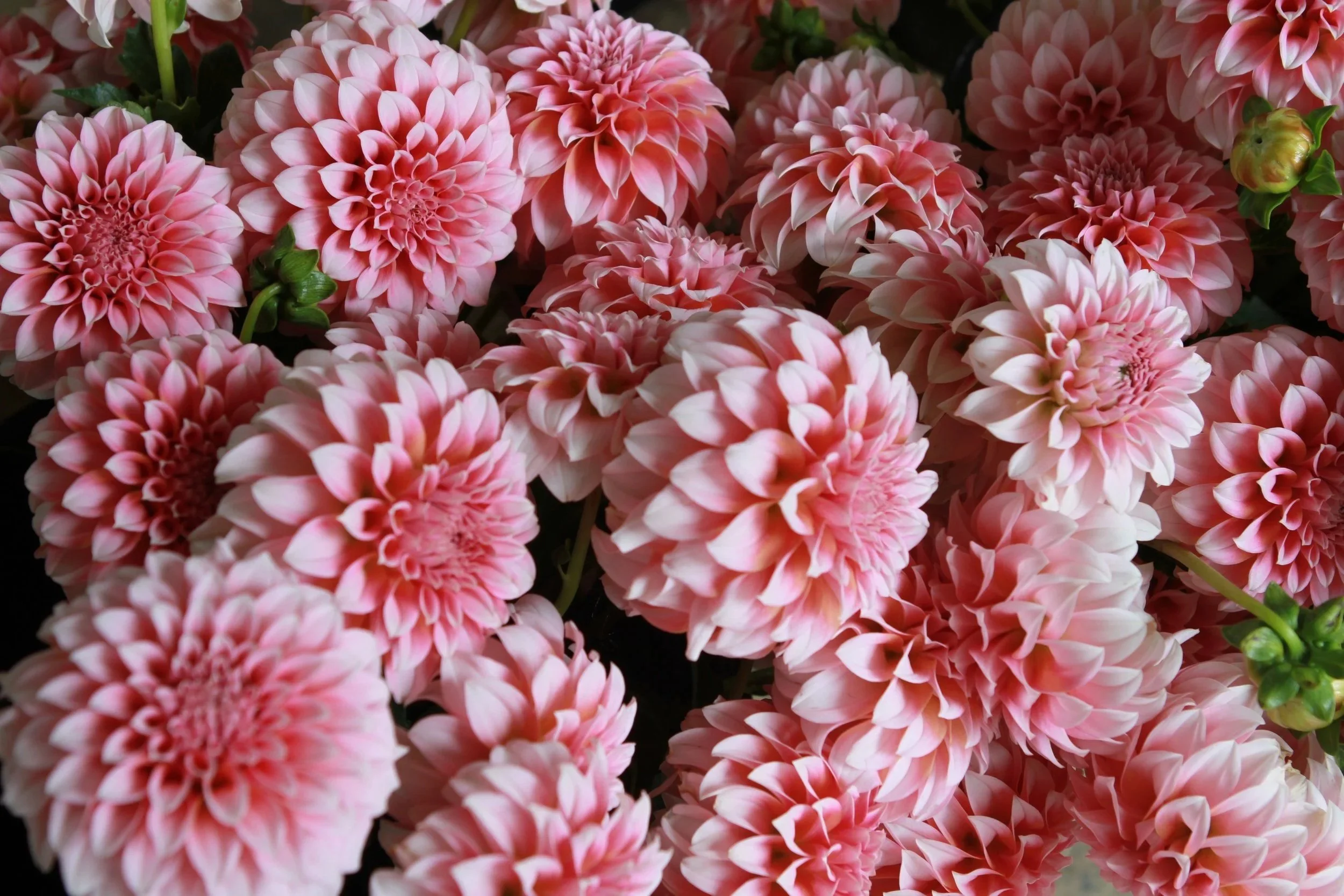 Dahlia - Peaches N Cream - Belle Blooms Farm.jpg