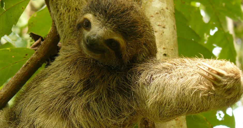 sloth_tree2_0.jpeg