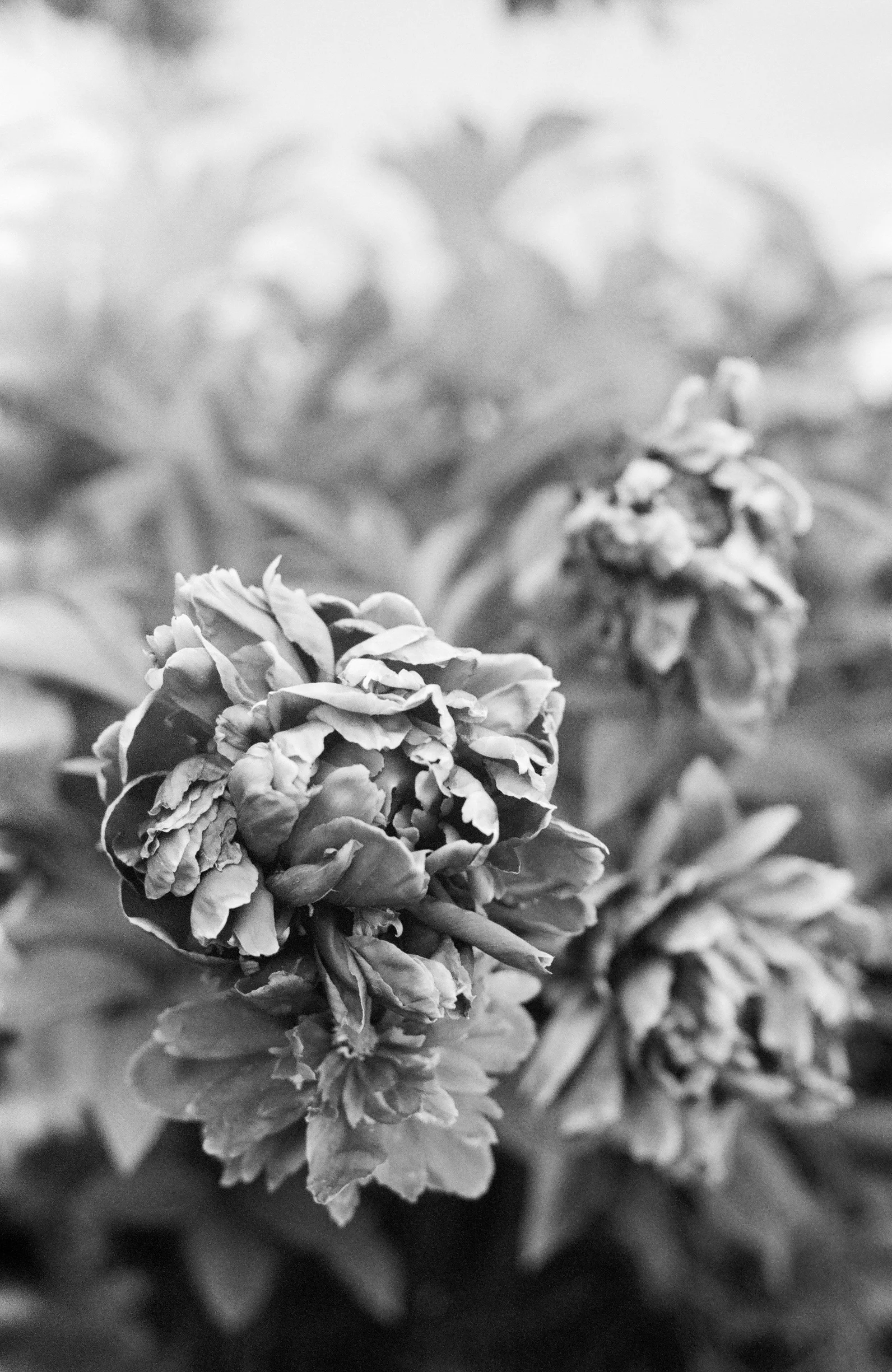 b&wpeonie.JPG