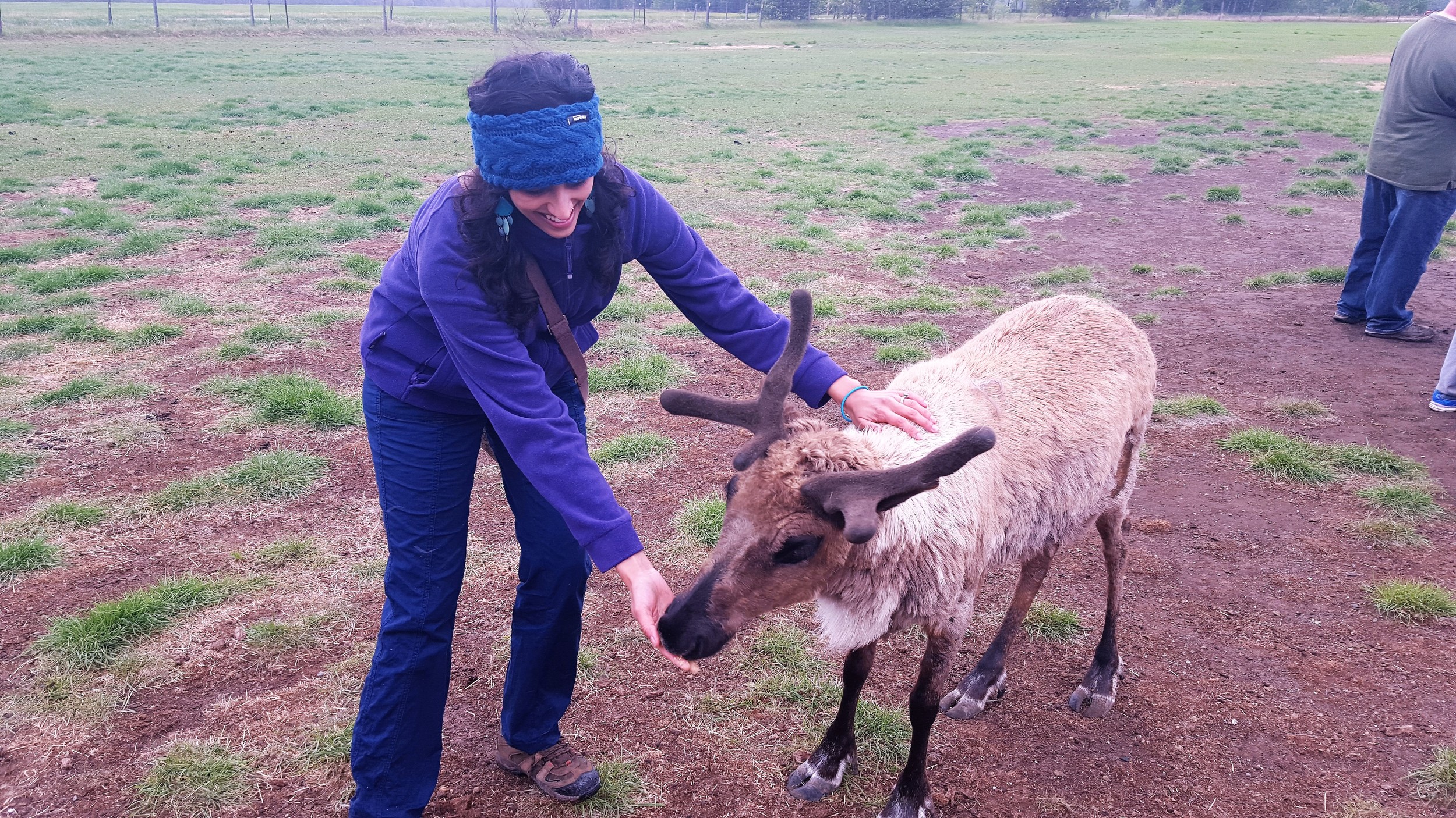 Super friendly reindeer