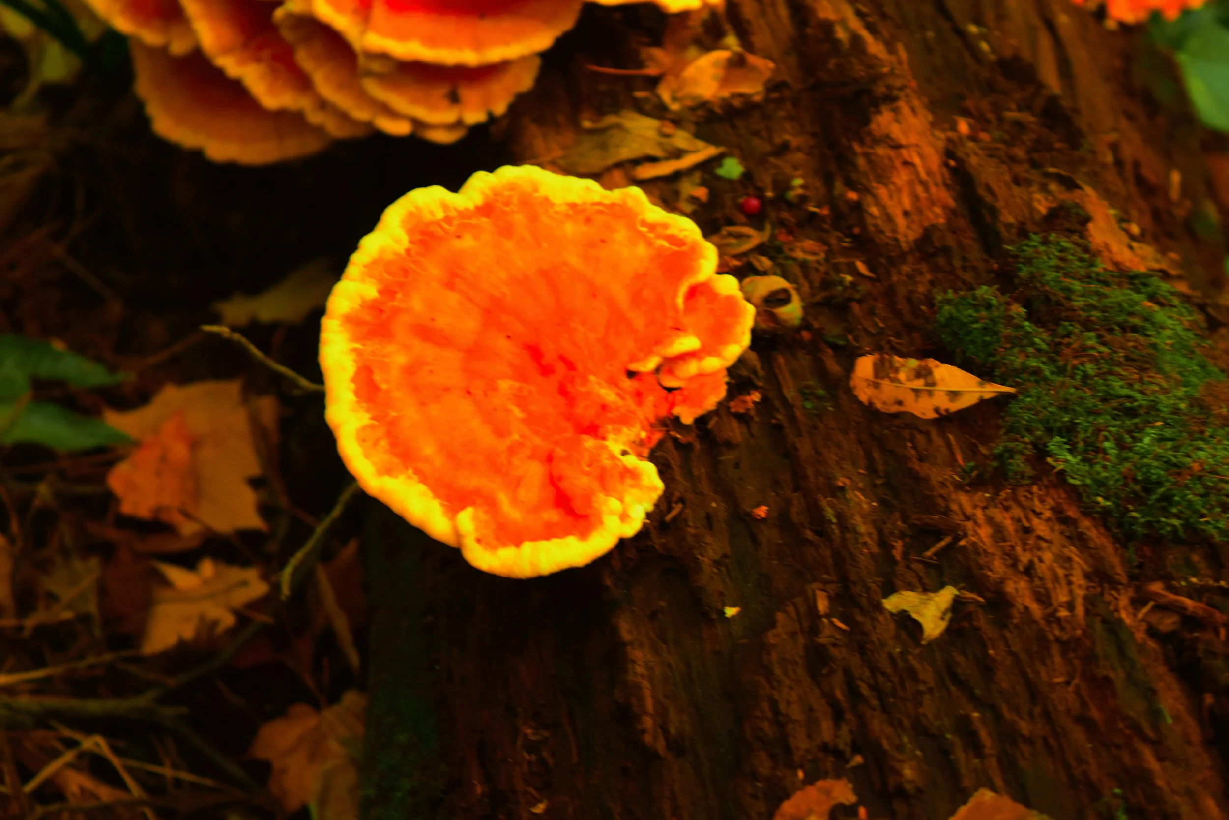 DSC_0346 - Copy.JPG