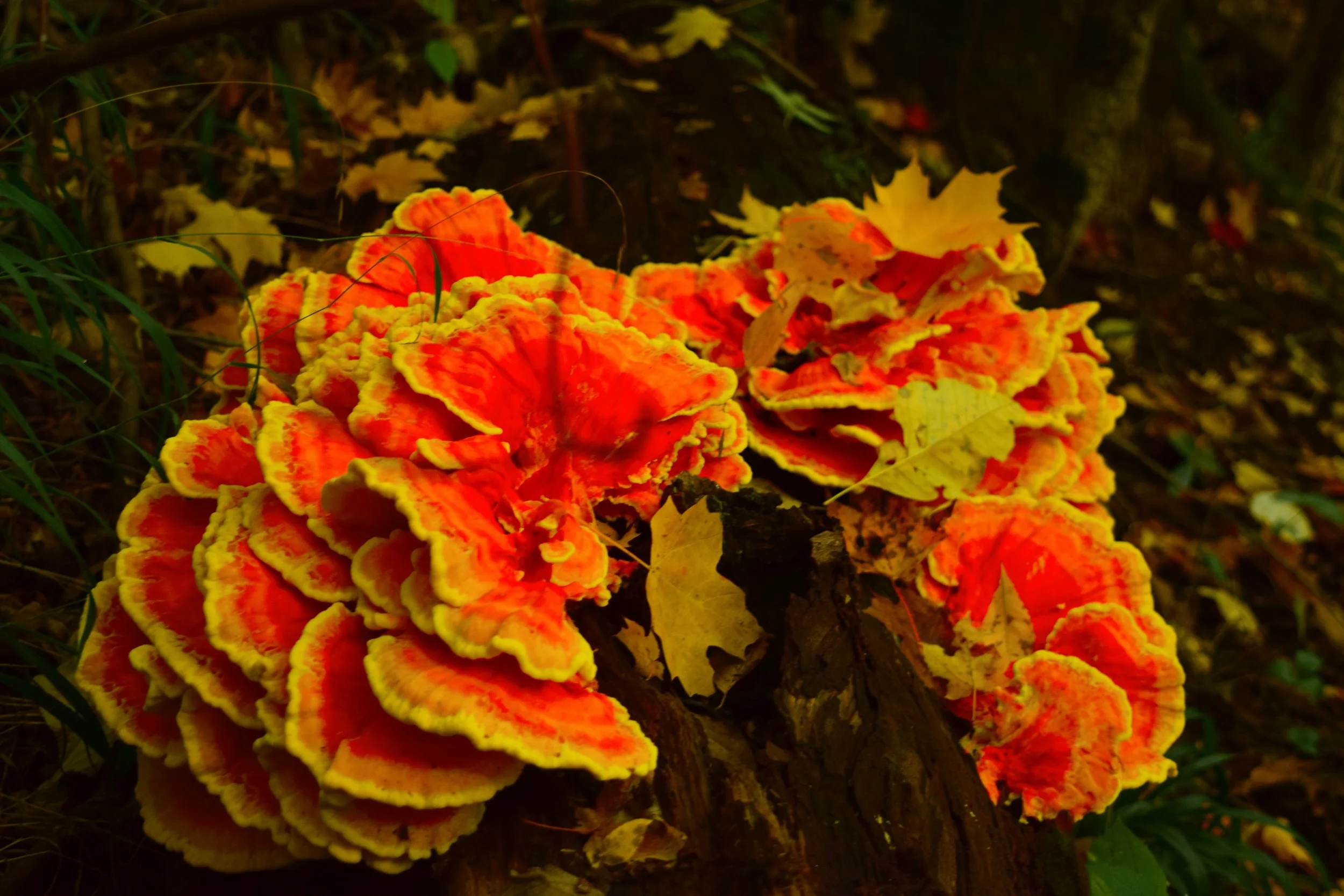 DSC_0348.JPG