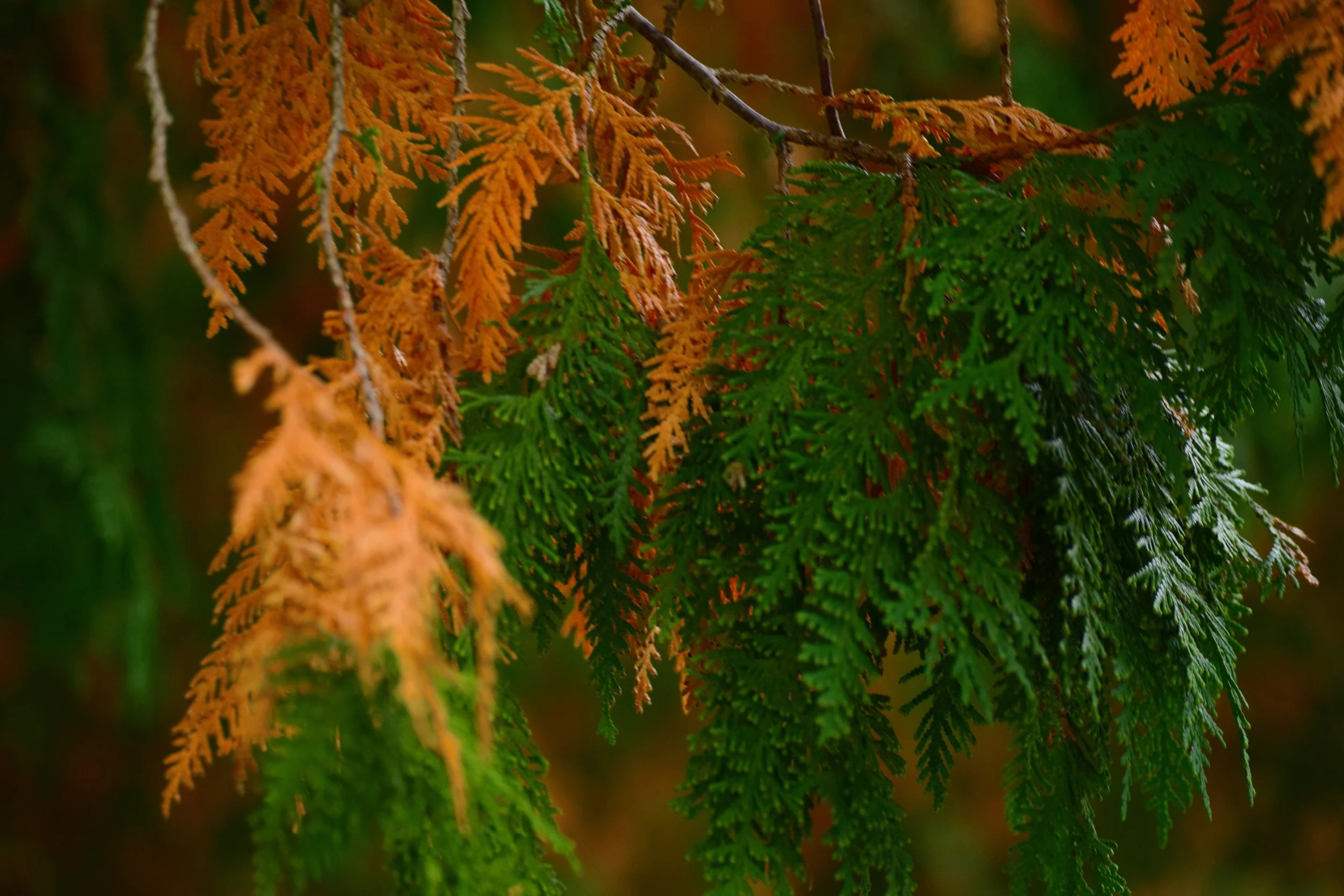 DSC_0402.JPG