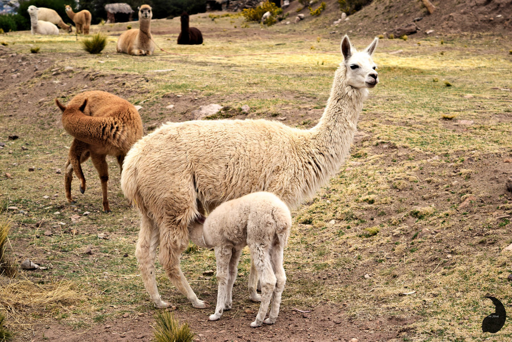 Llama Alpacca Farm