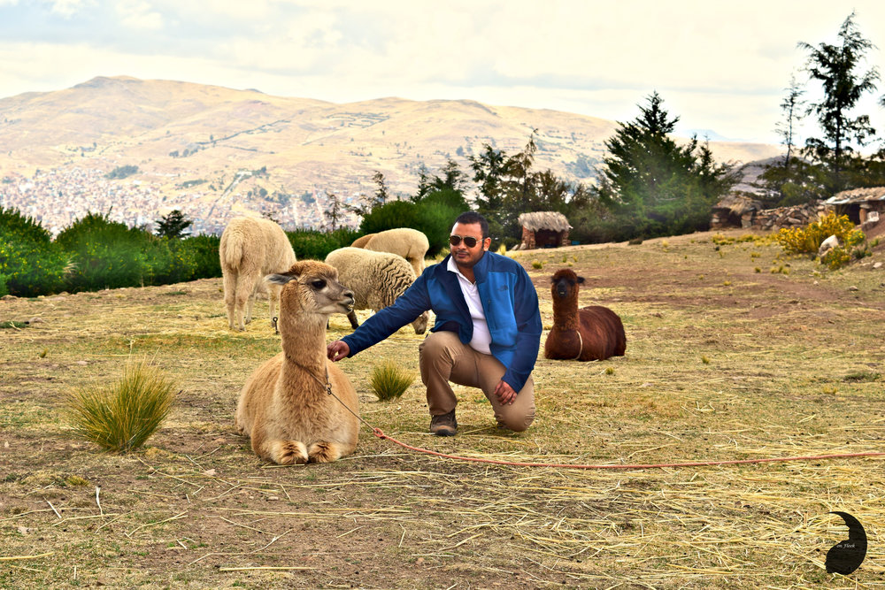 Llama Alpacca Farm