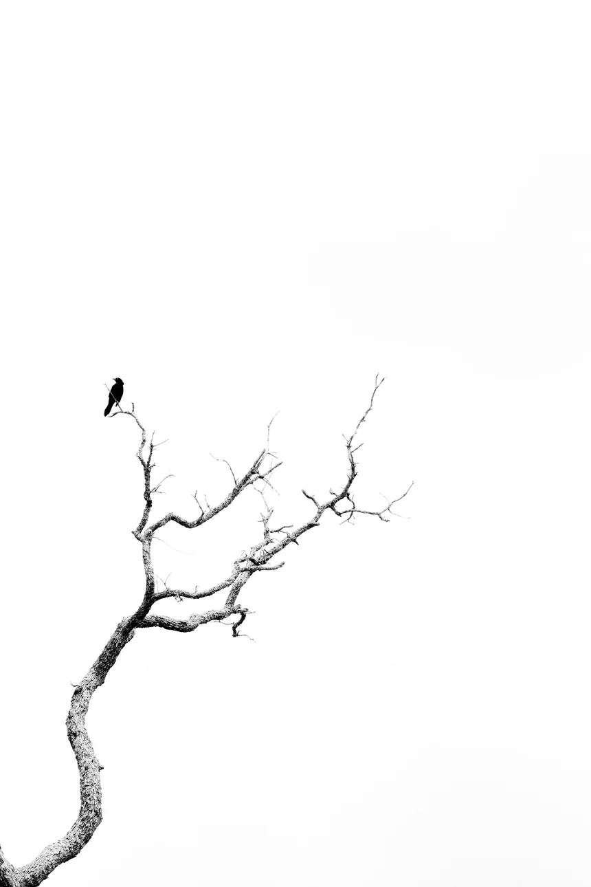 nevermore.jpg