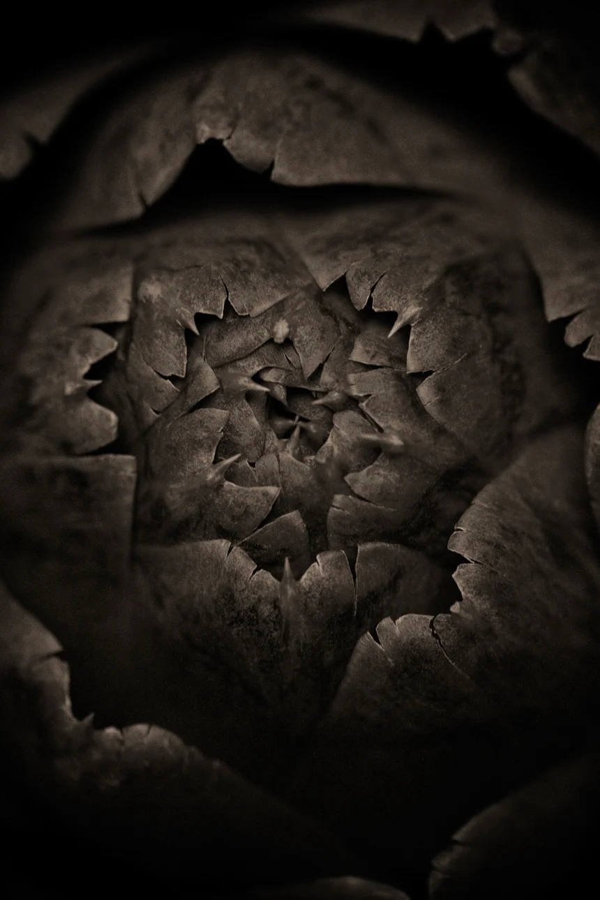 artichoke.jpg