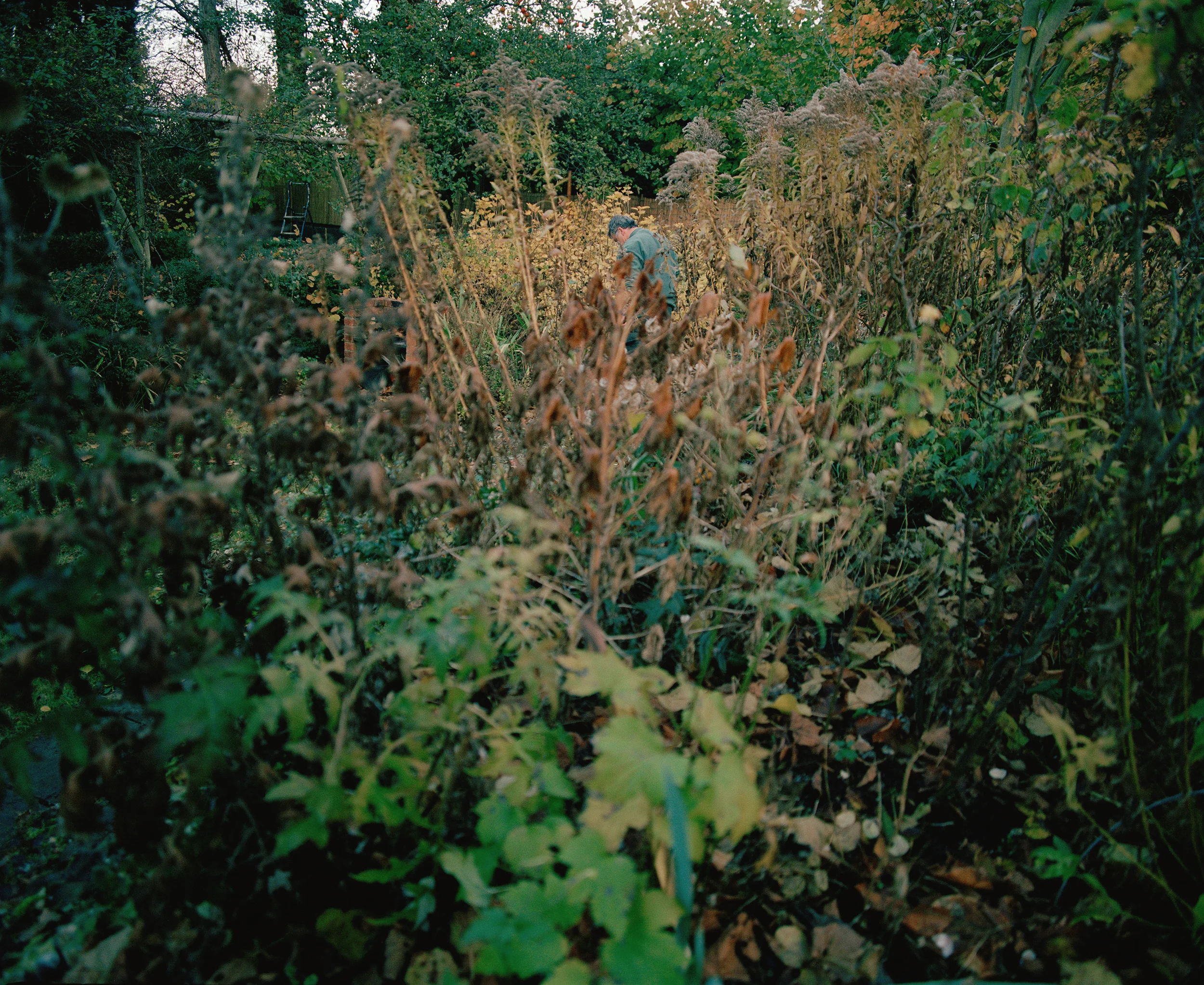 Through the Bushes.jpg