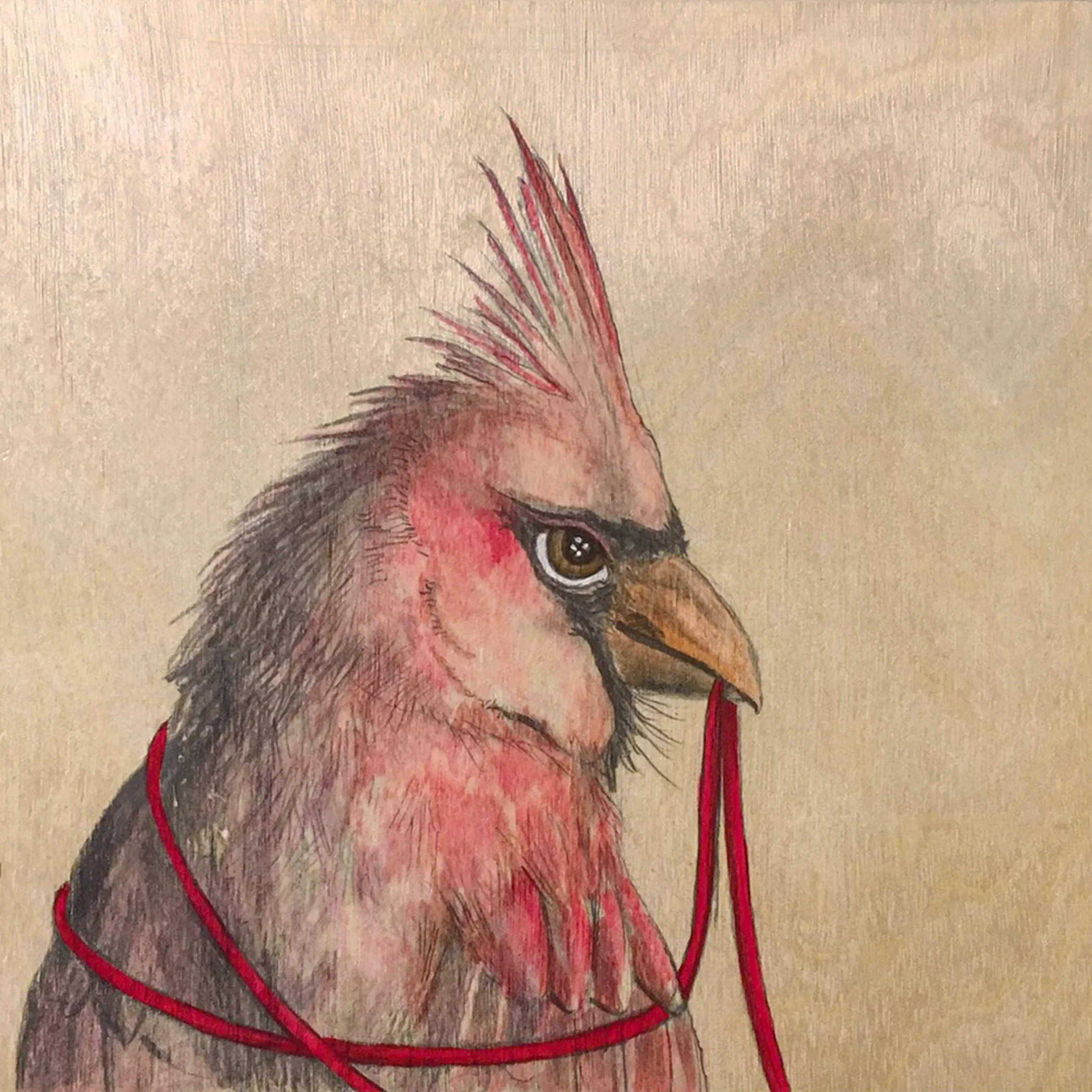 cardinalhead.jpg