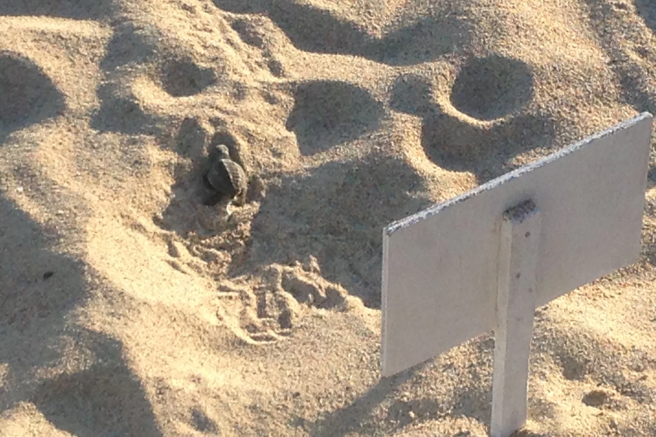 Baby Turtle ready for the trek to the ocean