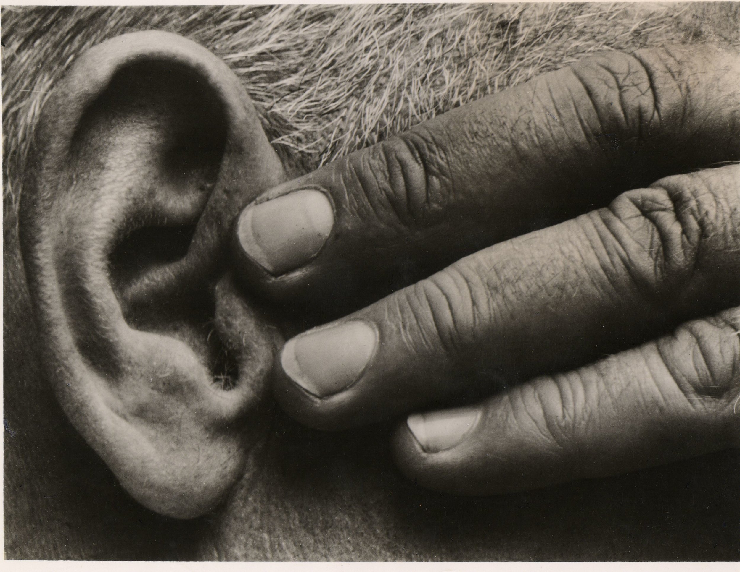 Brett Weston: Ear and Hand, later MOMA press print.