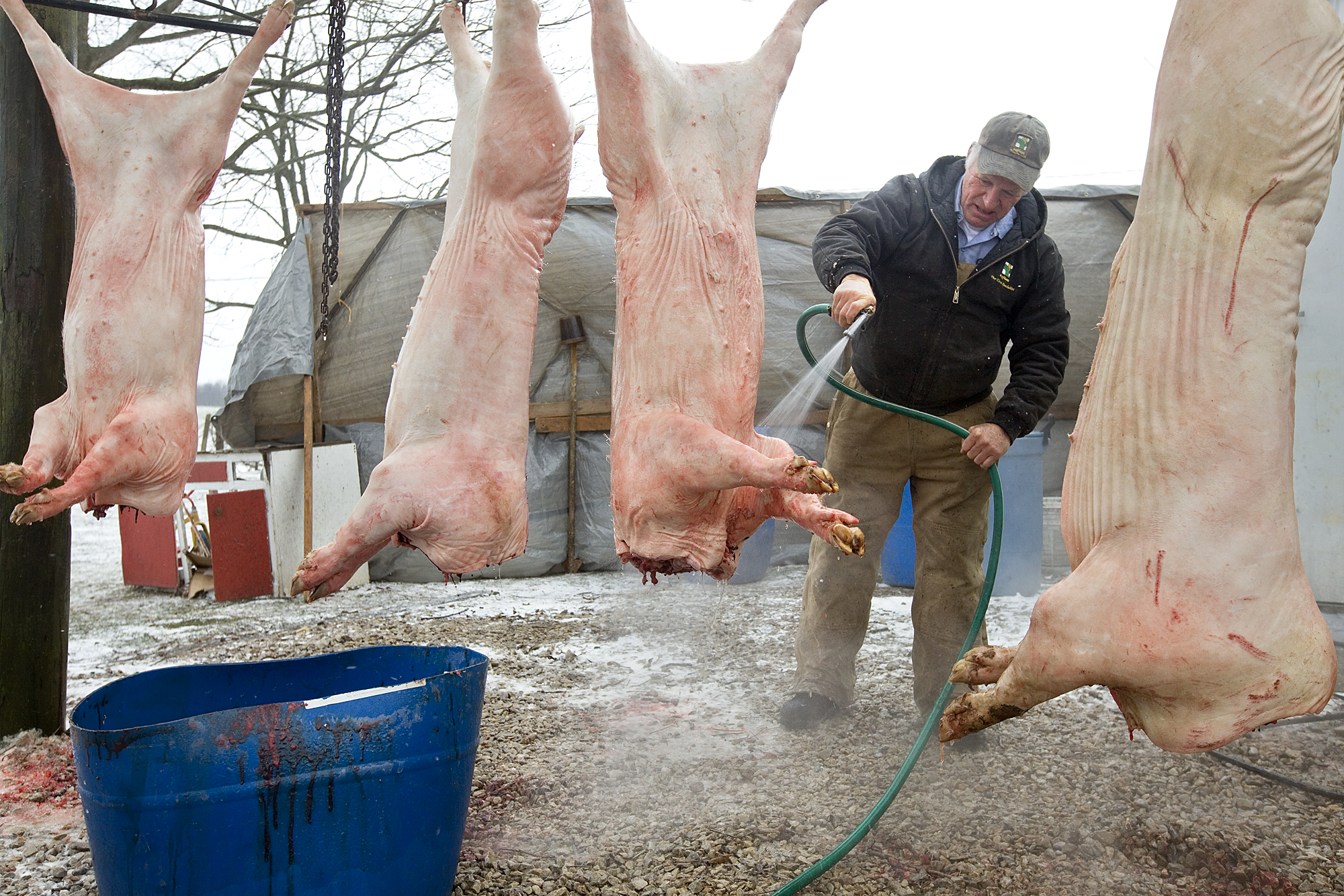 Mike Schwenk of Ireland, Herb’s oldest son, hosed down the hogs before processing them. The organs — kidneys, livers, spleens, lungs, hearts and sweetbreads — are all put into separate piles to be used later. The only portions of a pig that the Schw