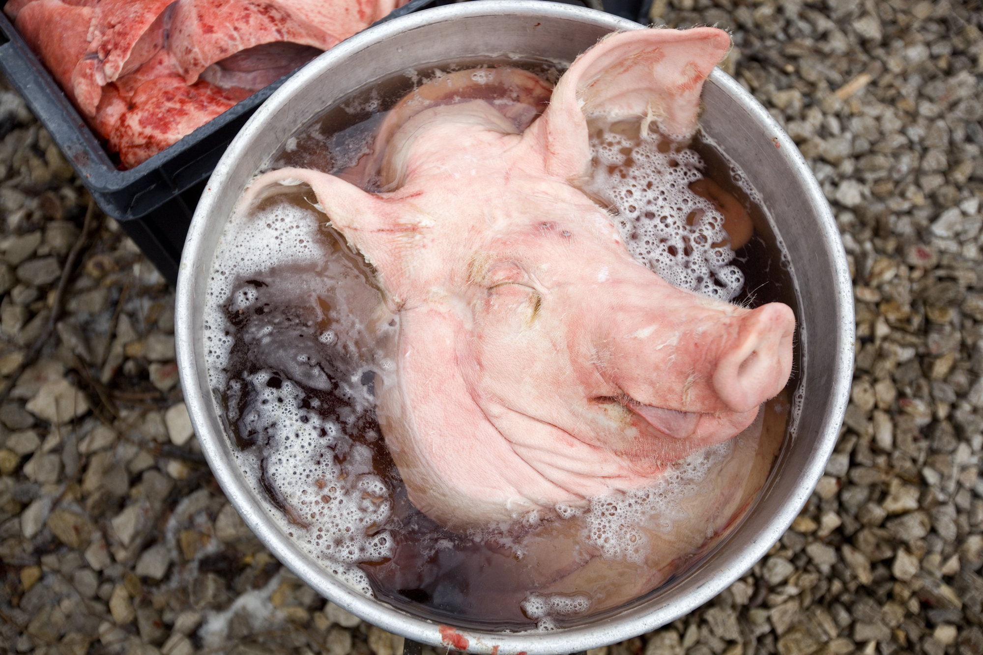 The Schwenk family has been taught by Herb to use every part of the pig possible, including the head. The family turn the heads into head cheese, which several family members said is best served on a cracker with spicy mustard. The only portion of t