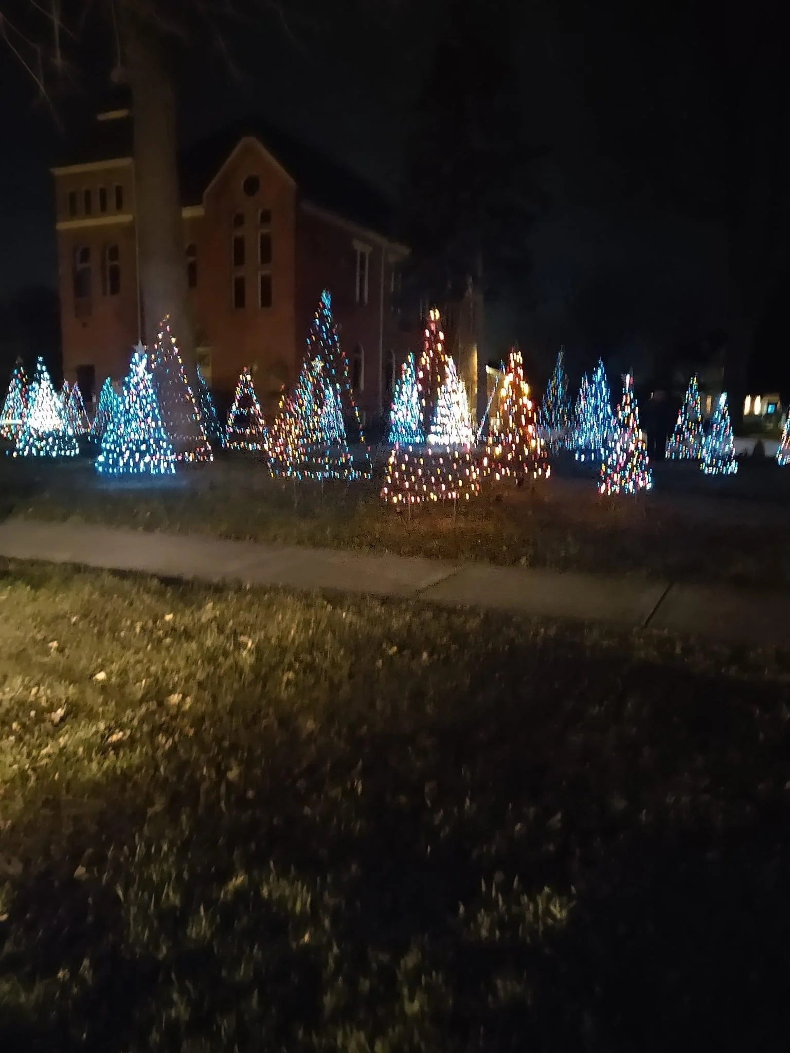 Twinkling Forest 2.JPG