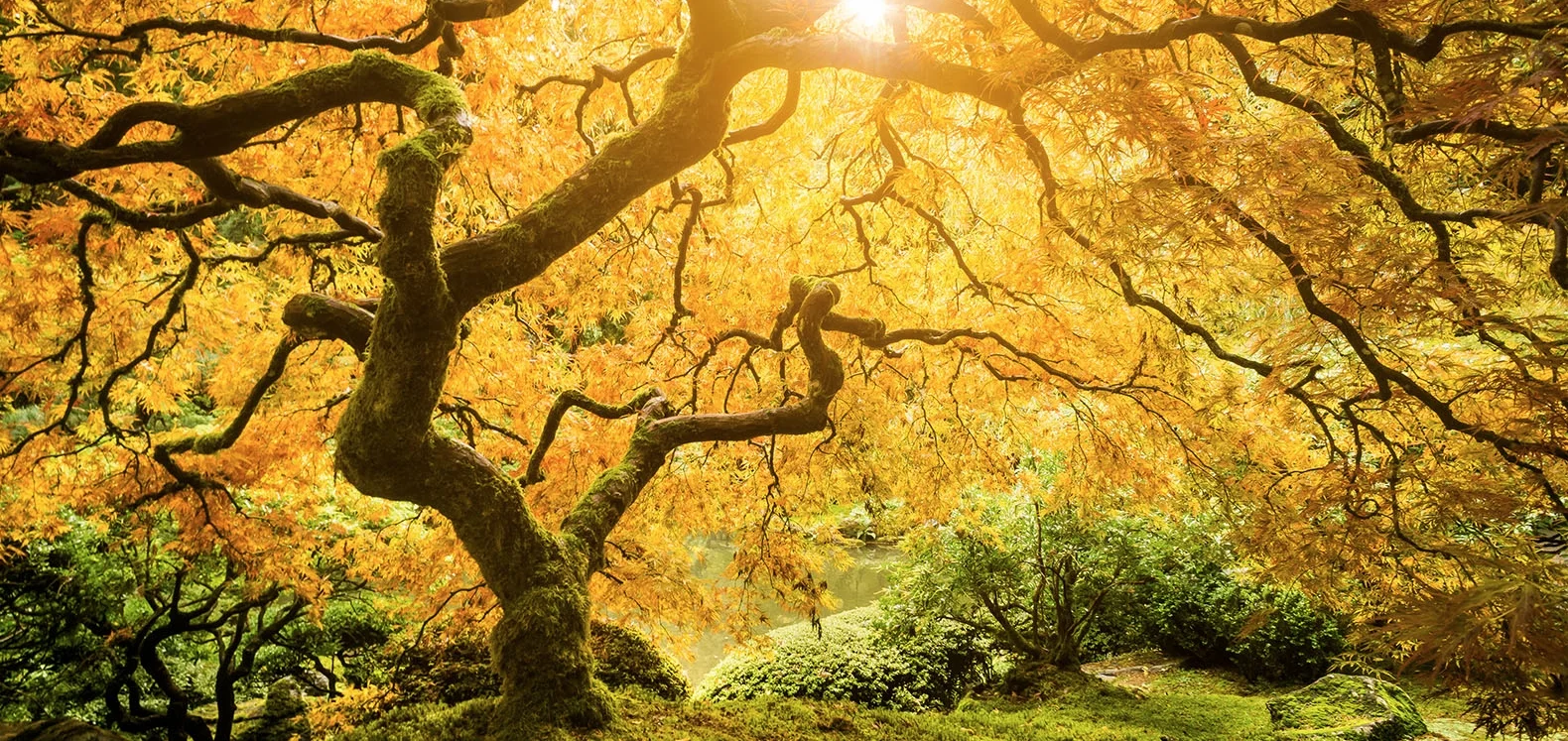 Tree-of-Life.jpg