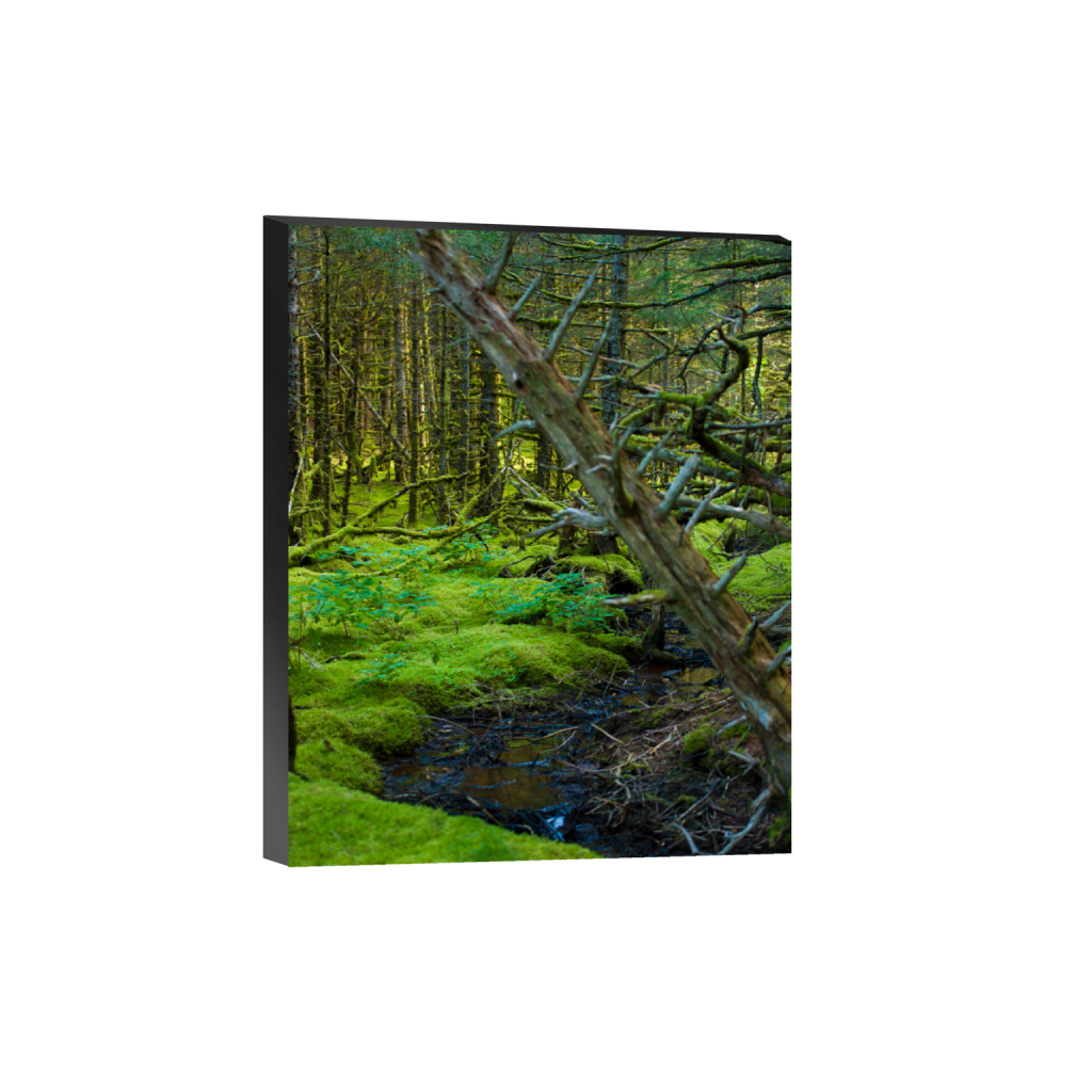 ptq_32_6_0_517_4088_5110_0_false_ffffff_0_0_.png