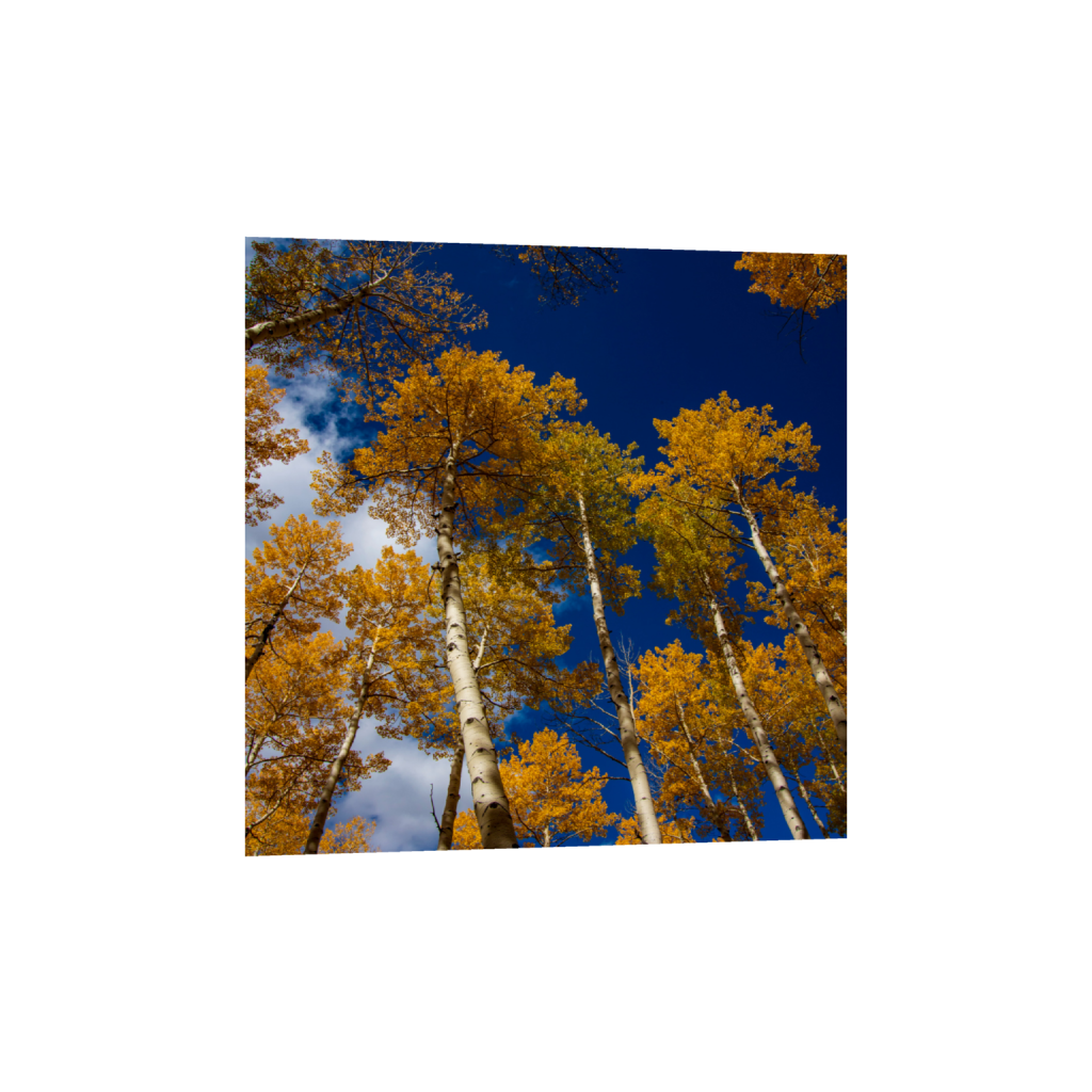 ptq_1_0_0_1500_6000_6000_0_false_ffffff_0_0_.png