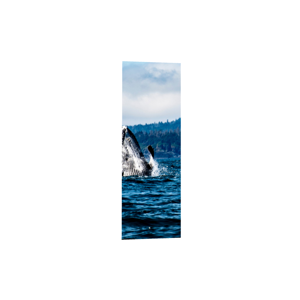 ptq_1_2_1715_0_2400_7200_0_false_ffffff_0_0_.png
