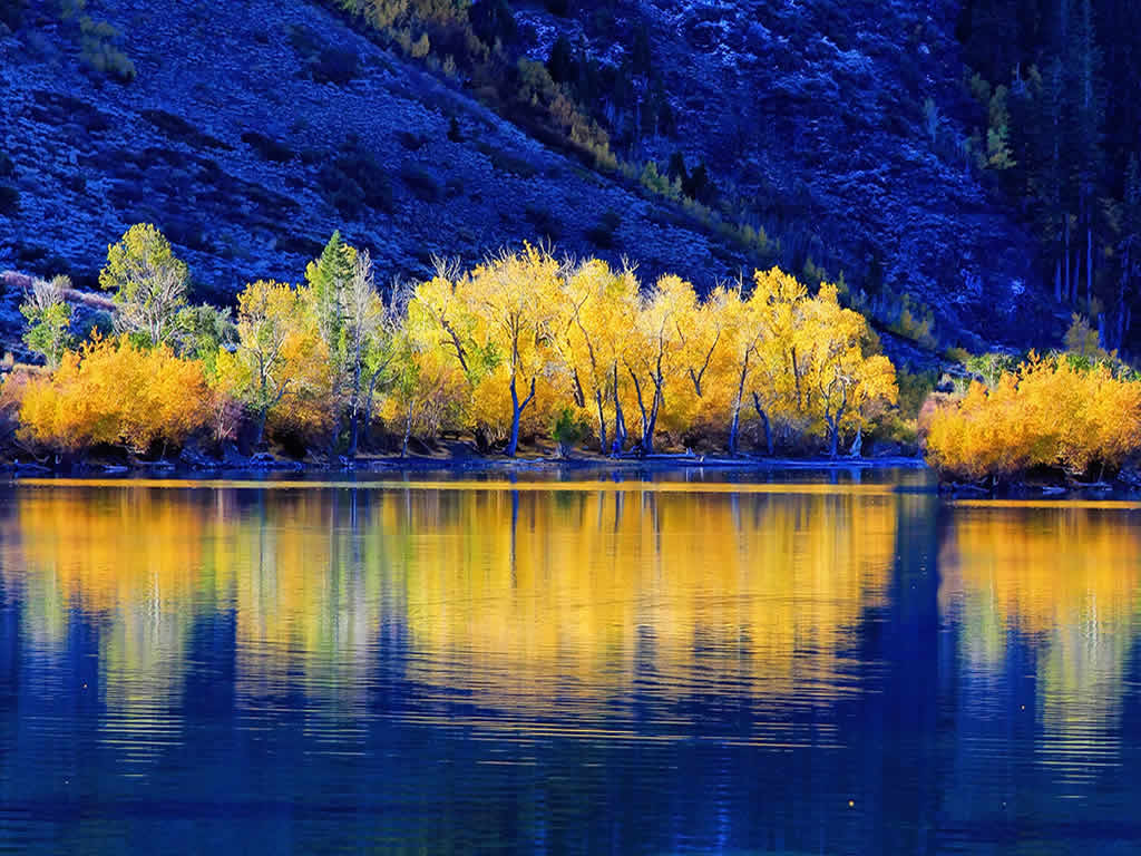 aspen-trees-in-marble.jpg