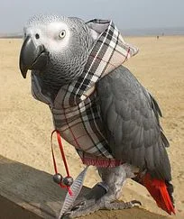 Show off your parrot's swagger and style in these fashionable hoodies. Let them know that CTPR sent you and a percentage will be donated to support our rescue efforts. https://www.etsy.com/shop/Parrothoodies