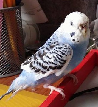 Peppino chose her family in May 2016 and continues to flourish in her attentive home!