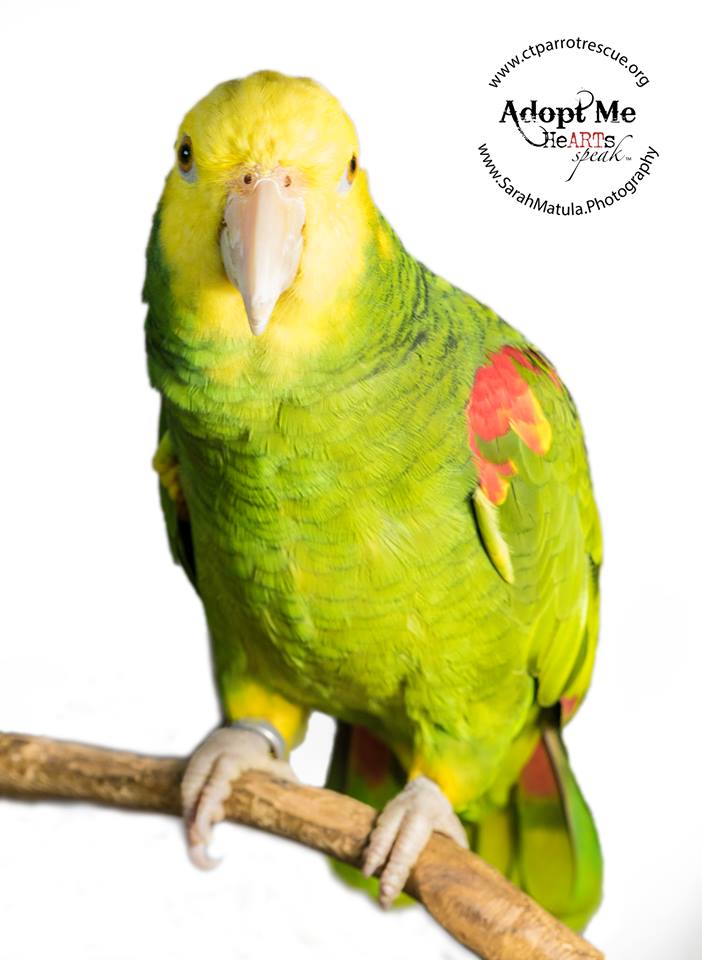 33 year old Simon was adopted in February 2019! Amazons live for 60+ years and are native to South America. PHOTO COURTESY OF: Sarah Matula Photography: https://www.facebook.com/matulaphoto and http://www.sarahmatula.photography/