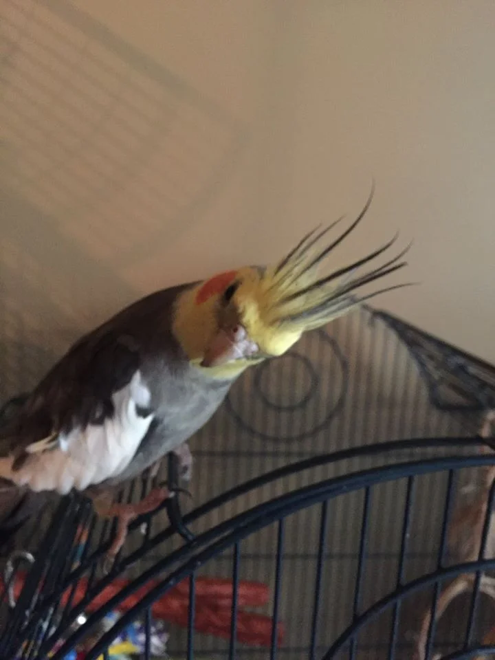 Poppy was adopted in October 2016 and gained a cockatiel brother!