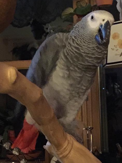 Ruby was adopted in October 2016 and gained an Amazon brother!