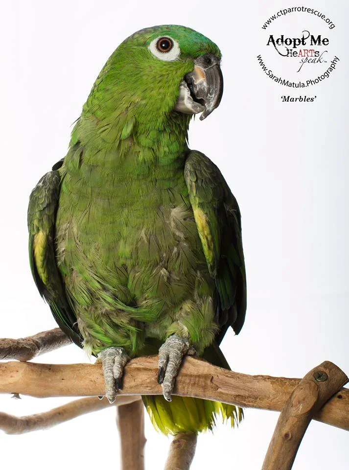 Marbles a 34 year old Mealy Amazon chose her loving family in January 2018! PHOTO COURTESY OF: Sarah Matula Photography: https://www.facebook.com/matulaphoto and http://www.sarahmatula.photography/
