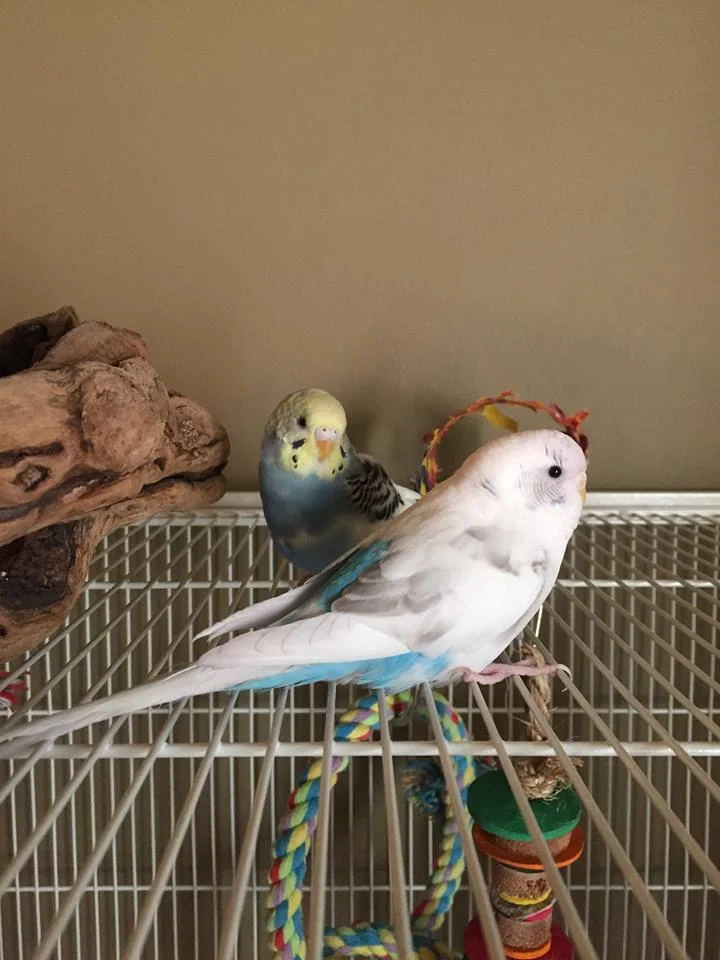 3 year old Ariel (white) and Dory (blue and yellow) were adopted together in June 2018! Parakeets live for 10+ years and are native to Australia.