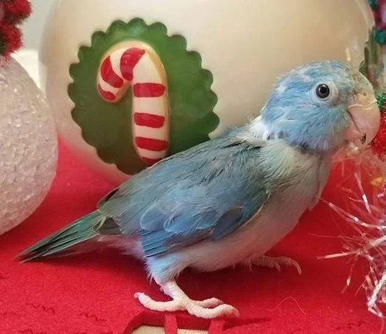Jellybean was adopted in March 2017!